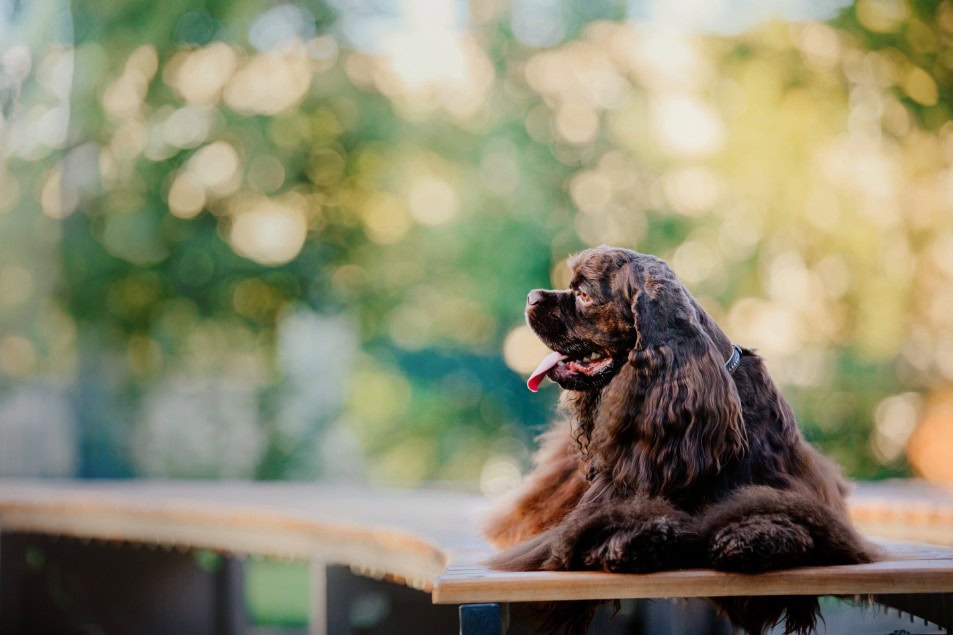 A cocker spaniel dog on a bench outside.