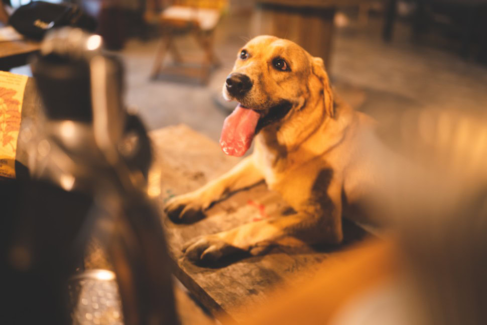 A golden retriever with its tongue sticking out is leaning on a wooden table at a restaurant.