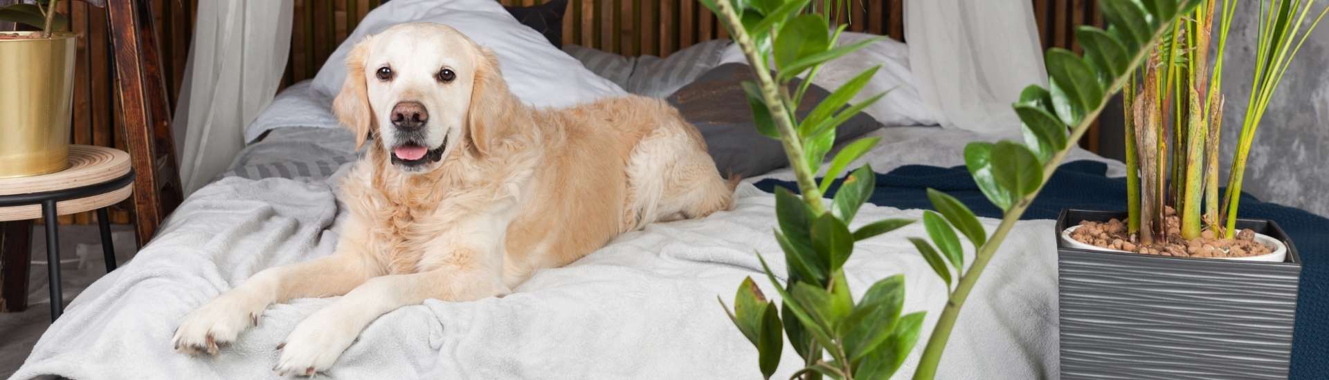 10 Best Pet-Friendly Accommodation Spots in Johannesburg