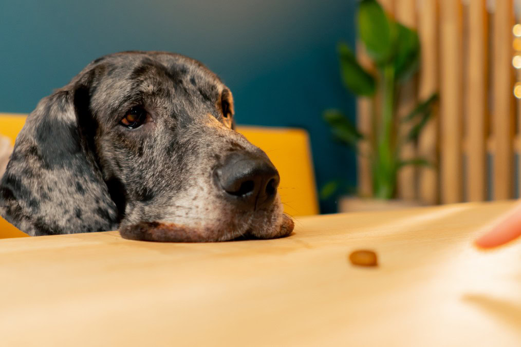 A great dane resting it's head on a coffee table.