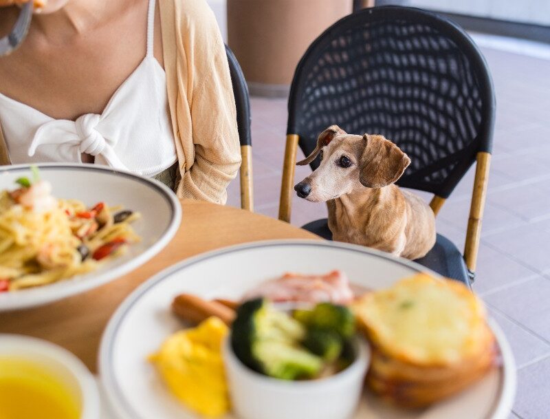 Small dachshund sitting on a chair next to a lunch table.