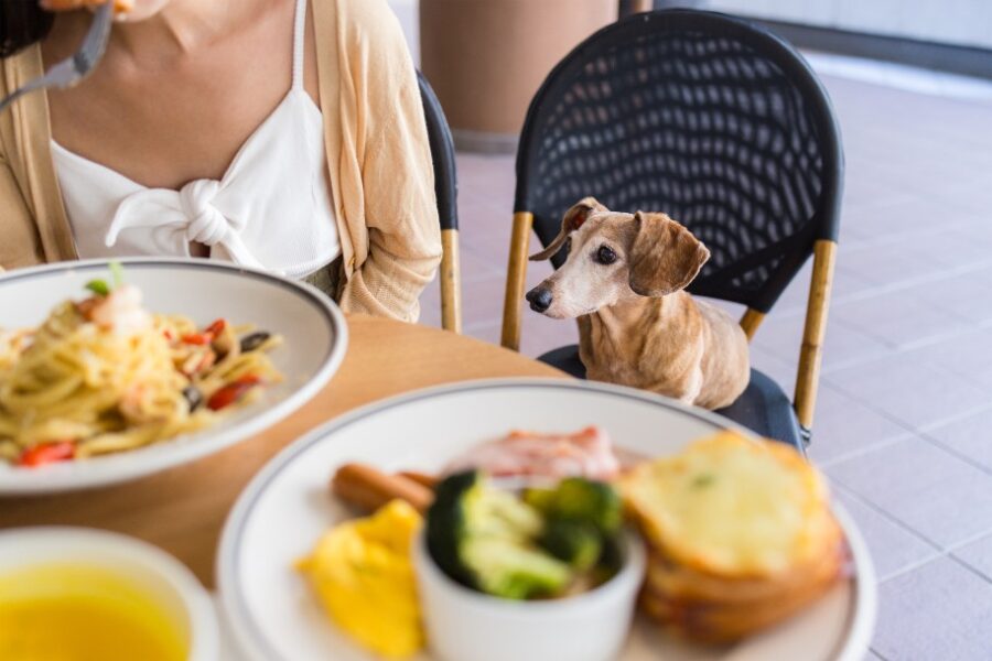 Small dachshund sitting on a chair next to a lunch table.