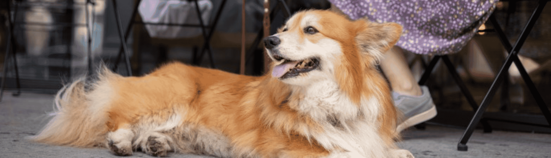 10 Best Pet-Friendly Restaurants in Johannesburg