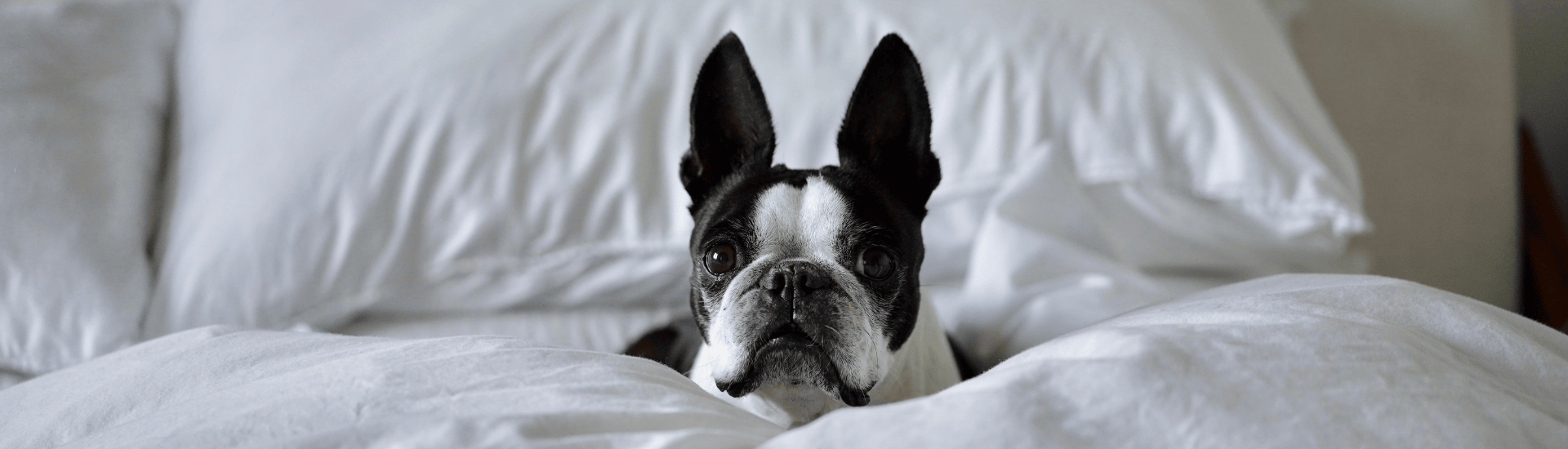 Top 10 Pet-Friendly Accommodation Options in Durban
