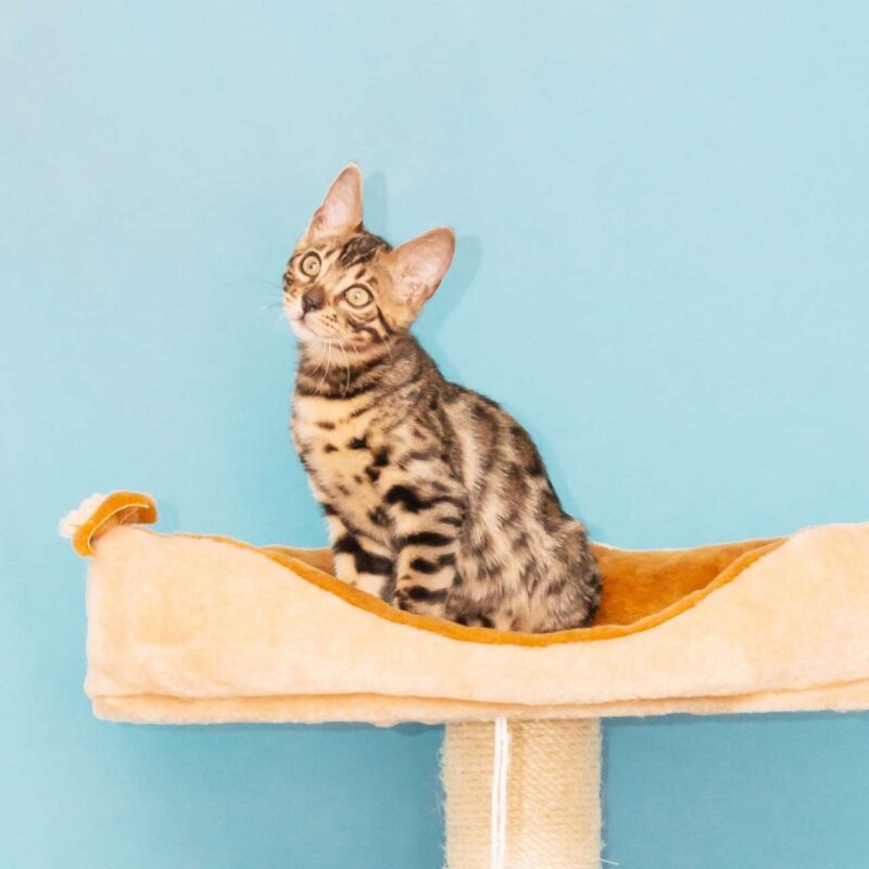 adorable kitten on a scratching post