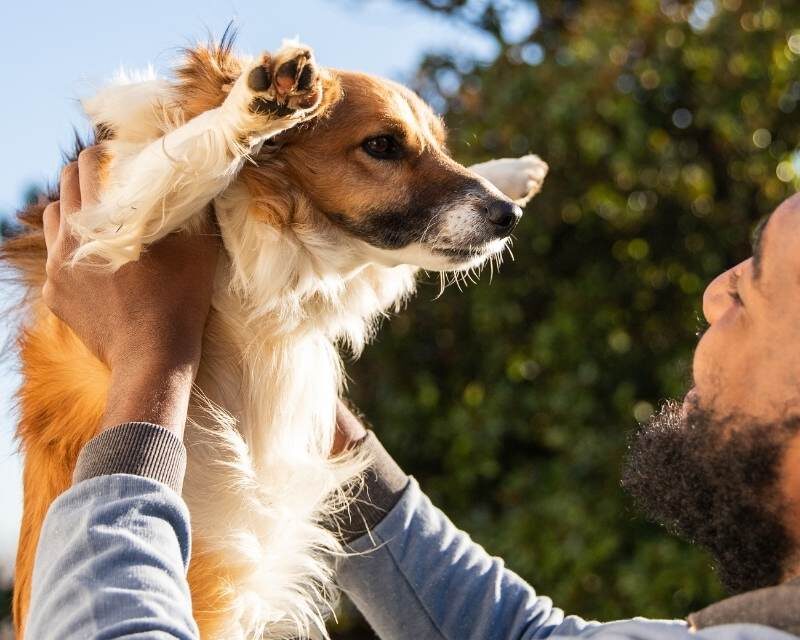 best dog adoption shelters johannesburg owner with dog
