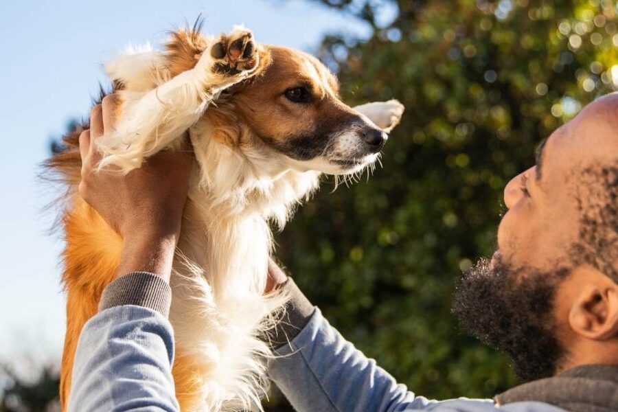 best dog adoption shelters johannesburg owner with dog