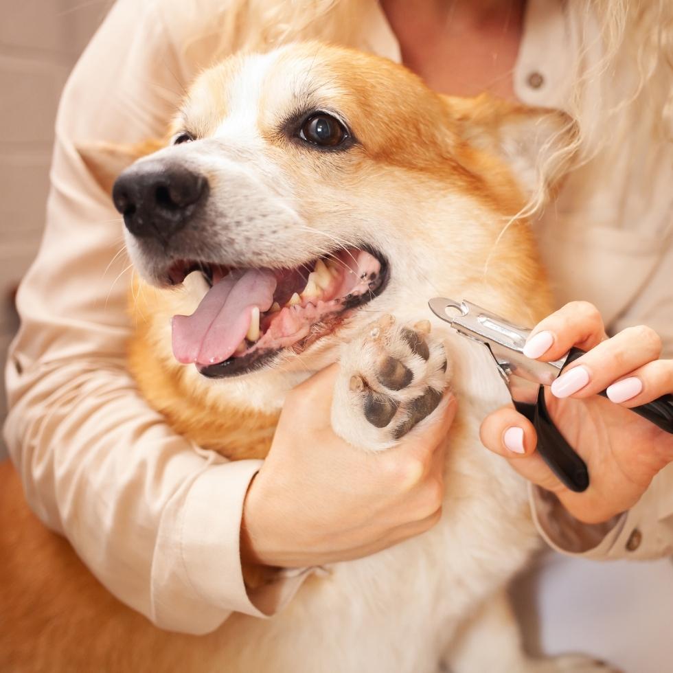 A smiling Corgi having its claws trimmed by a female groomer using nail clippers.