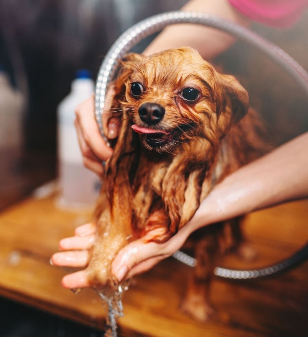 Short, long-haired dog being washed by a professional groomer in a salon.