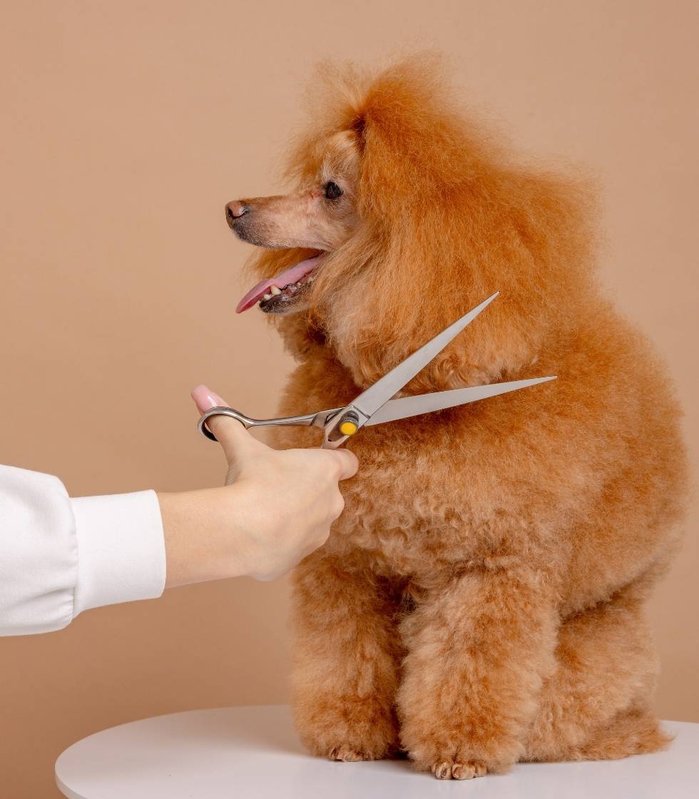 A poodle with a full coat is standing on a grooming table as a groomer holds professional grooming scissors on its fur, against a beige background.