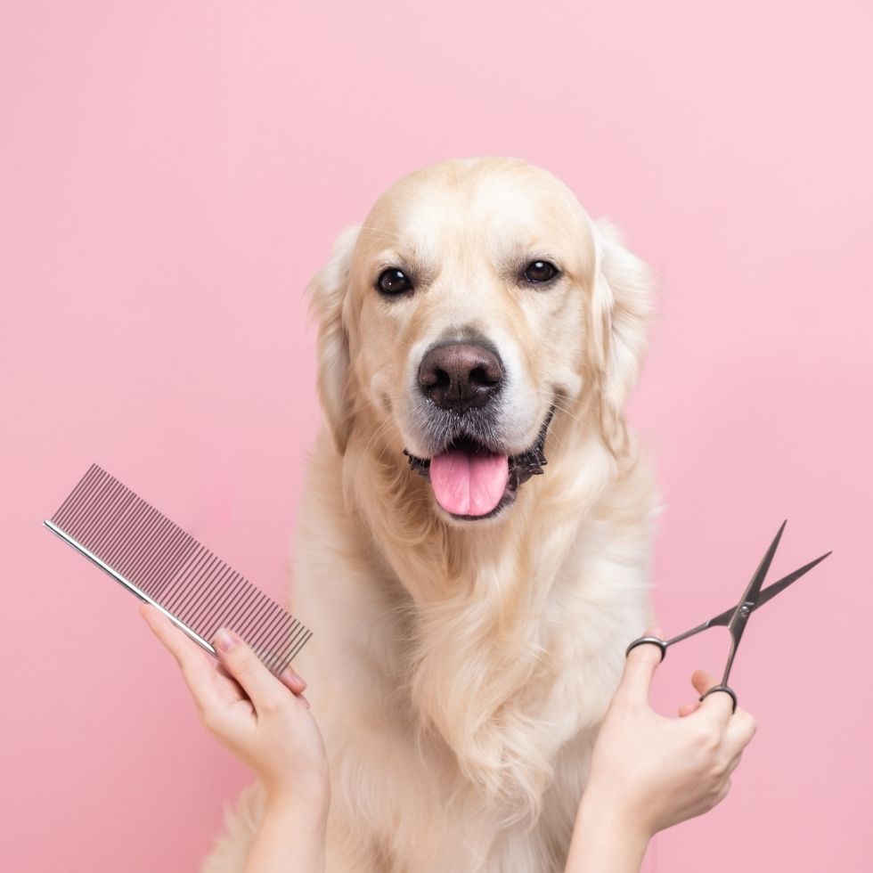 Smiling golden retriever, with a groomer's hands holding a comb and scissors on either side and a pink background.