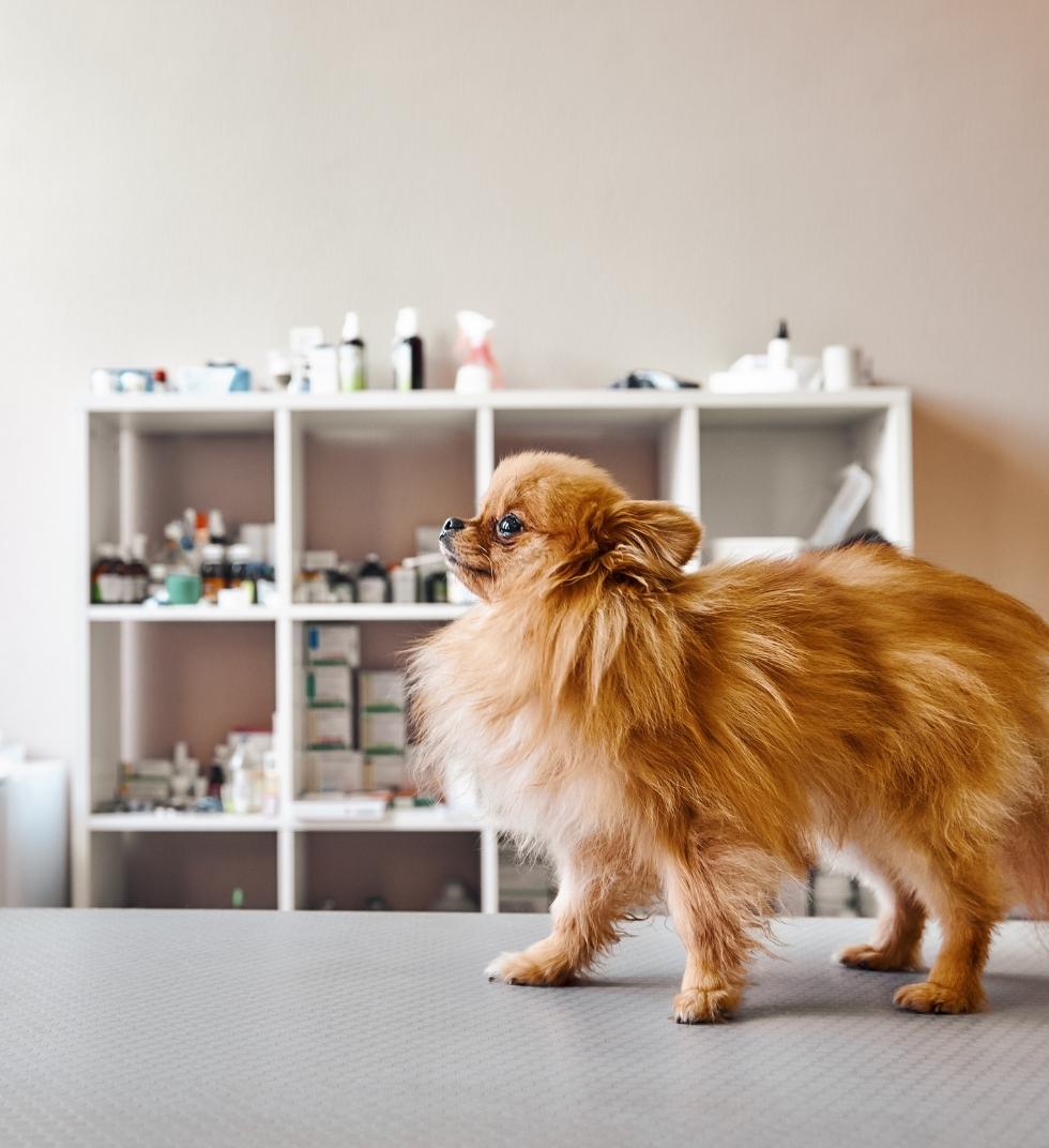 A small, fluffy Pomeranian standing alertly on a textured grey grooming table in a clean, brightly lit grooming salon.