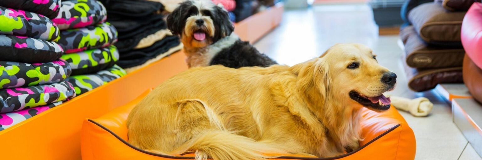 10 Best Pet Shops in Johannesburg | MediPet