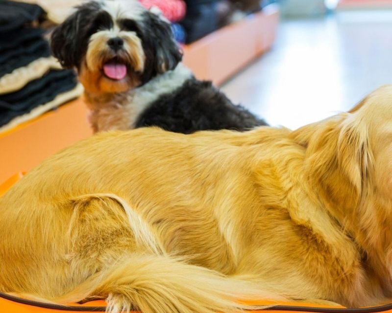 Two dogs in pet store aisle
