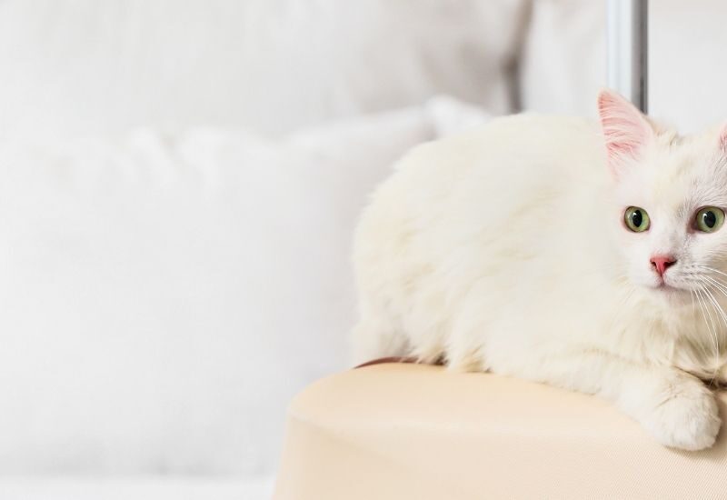 Best Catteries in Durban