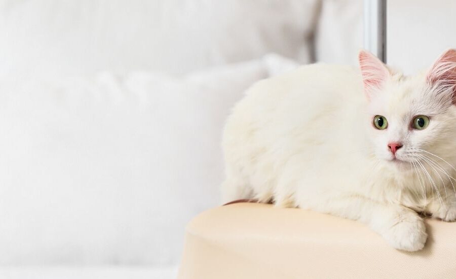 Best Catteries in Durban