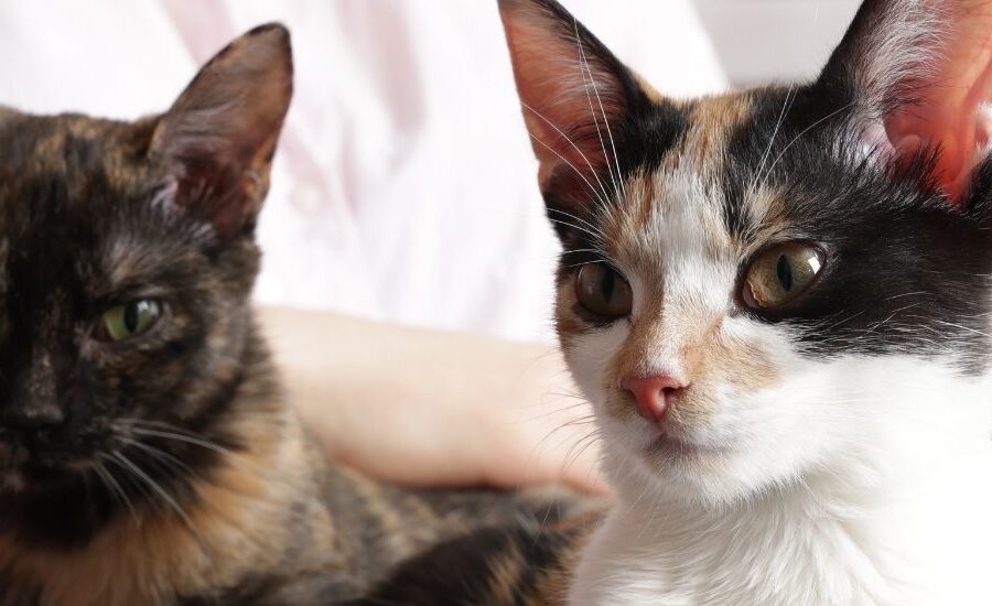 cat-adoption-shelters-durban