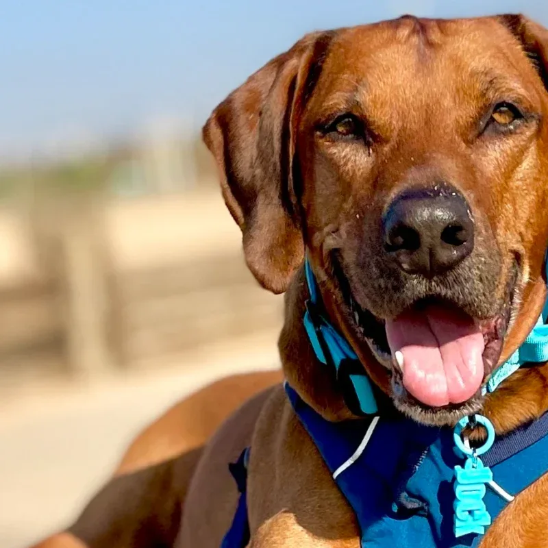A brown dog wearing a blue harness and collar lies on a sunlit concrete path