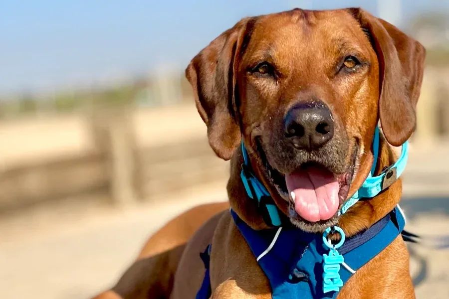 A brown dog wearing a blue harness and collar lies on a sunlit concrete path