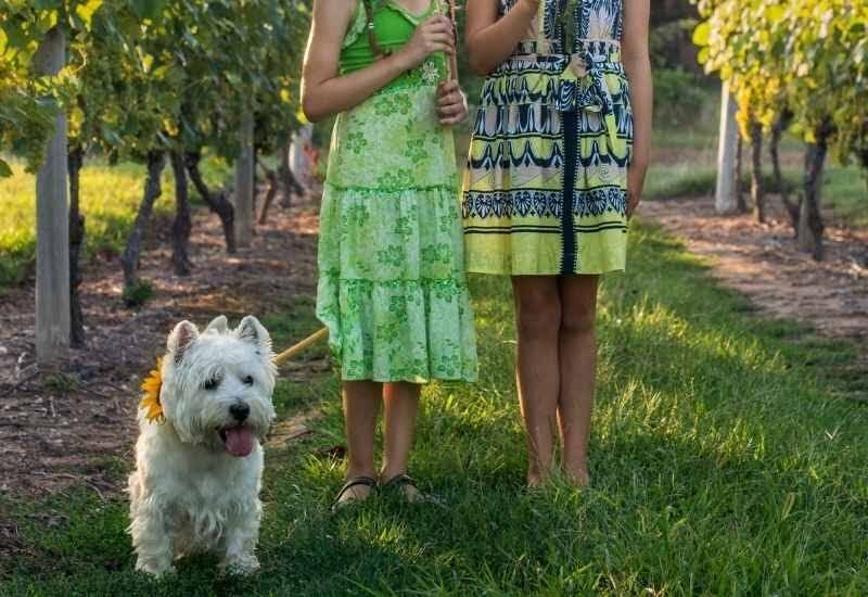 Dog-friendly wine farms in the Western Cape