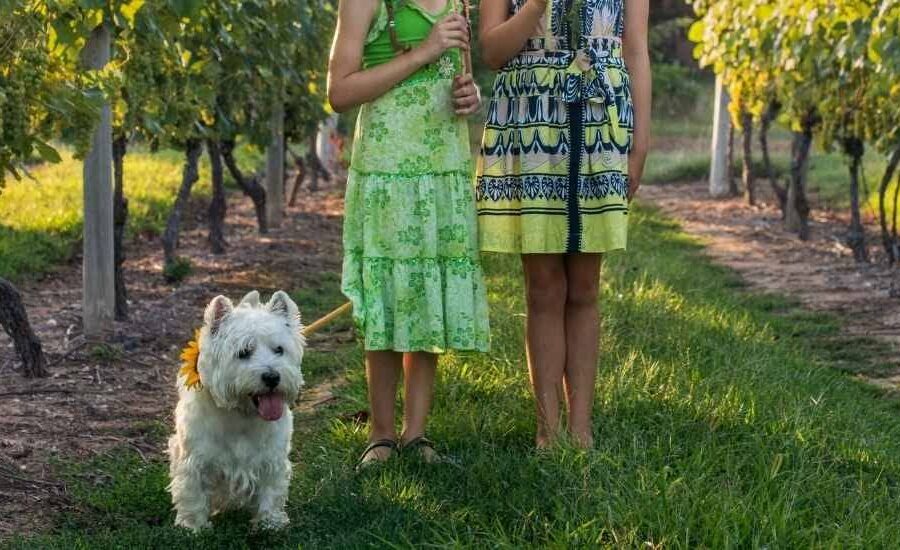 Dog-friendly wine farms in the Western Cape