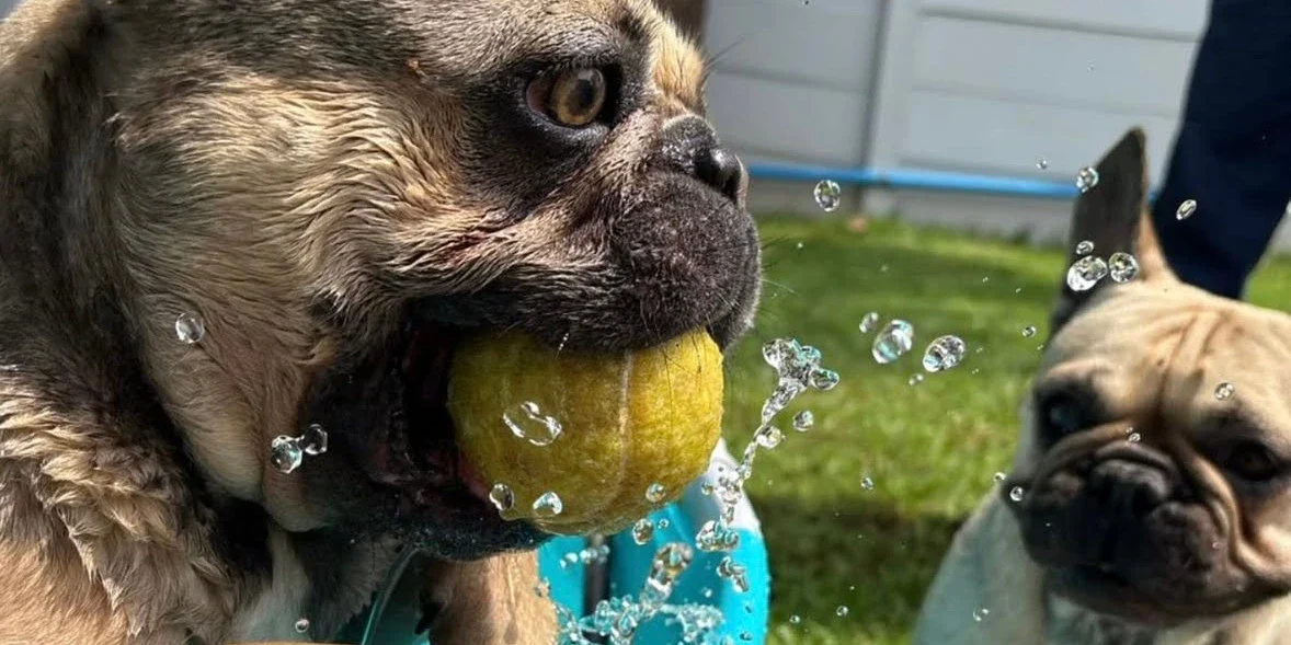 A small brown dog is gripping a yellow ball in its mouth while water is splashing around it, while another similar dog watches in the background.