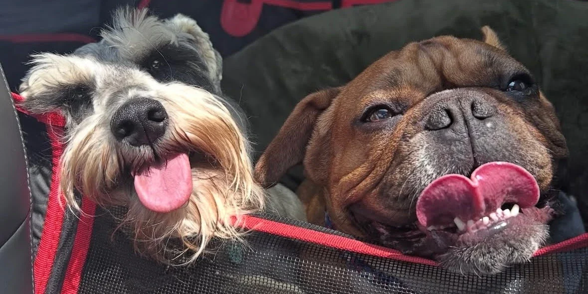 Two dogs sit in the backseat of a car in a pet seat cover, both panting with their tongues out.