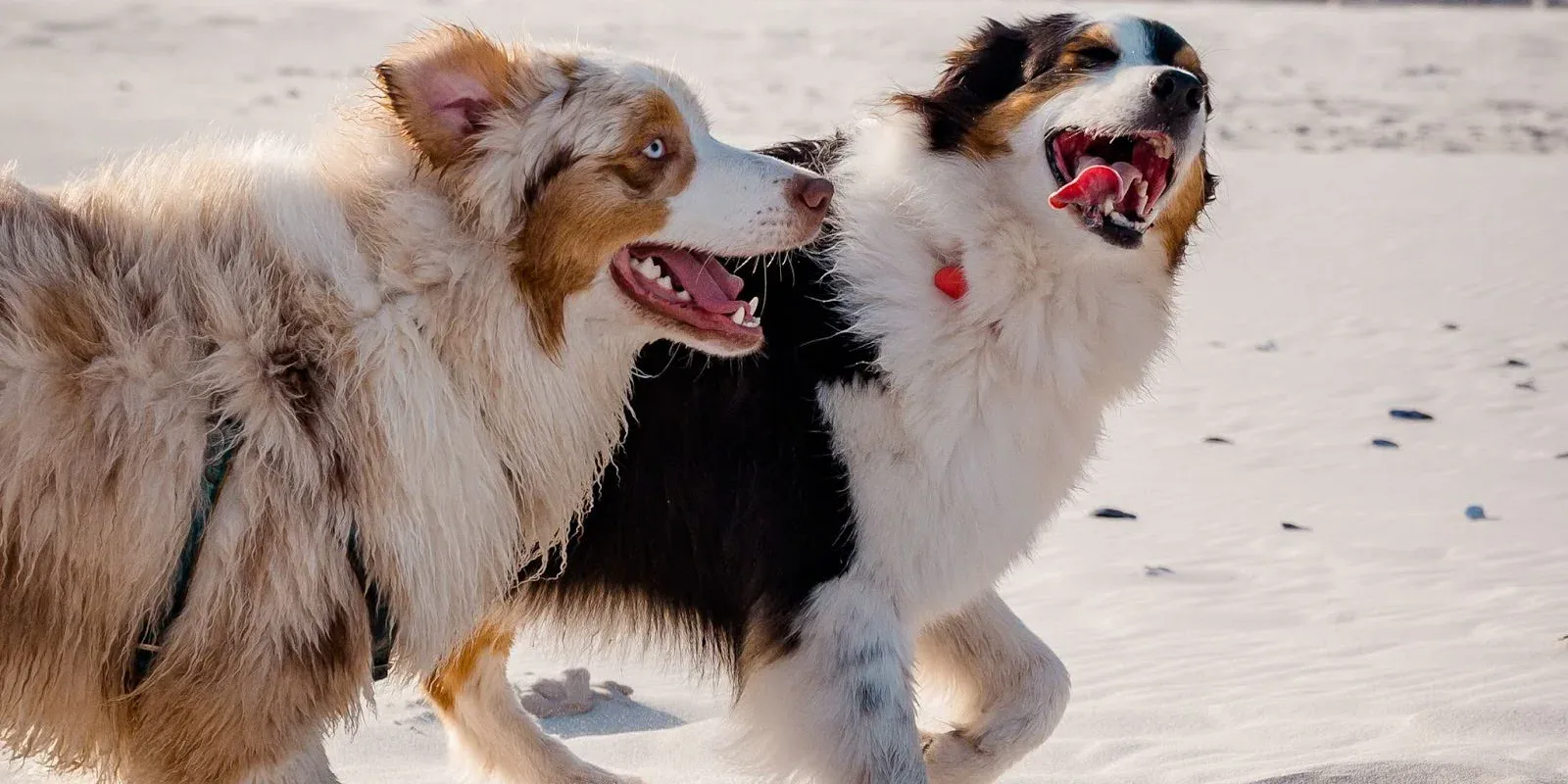 Two Australian Shepherd dogs are walking side by side on a sandy beach