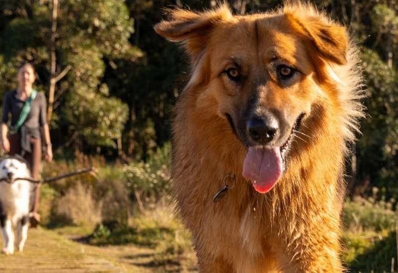 dog friendly parks & trails gauteng