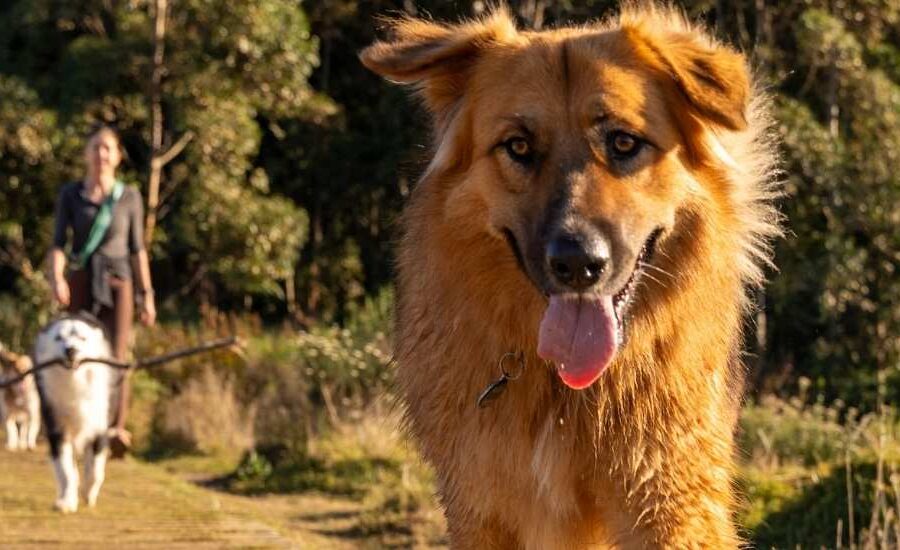 dog friendly parks & trails gauteng