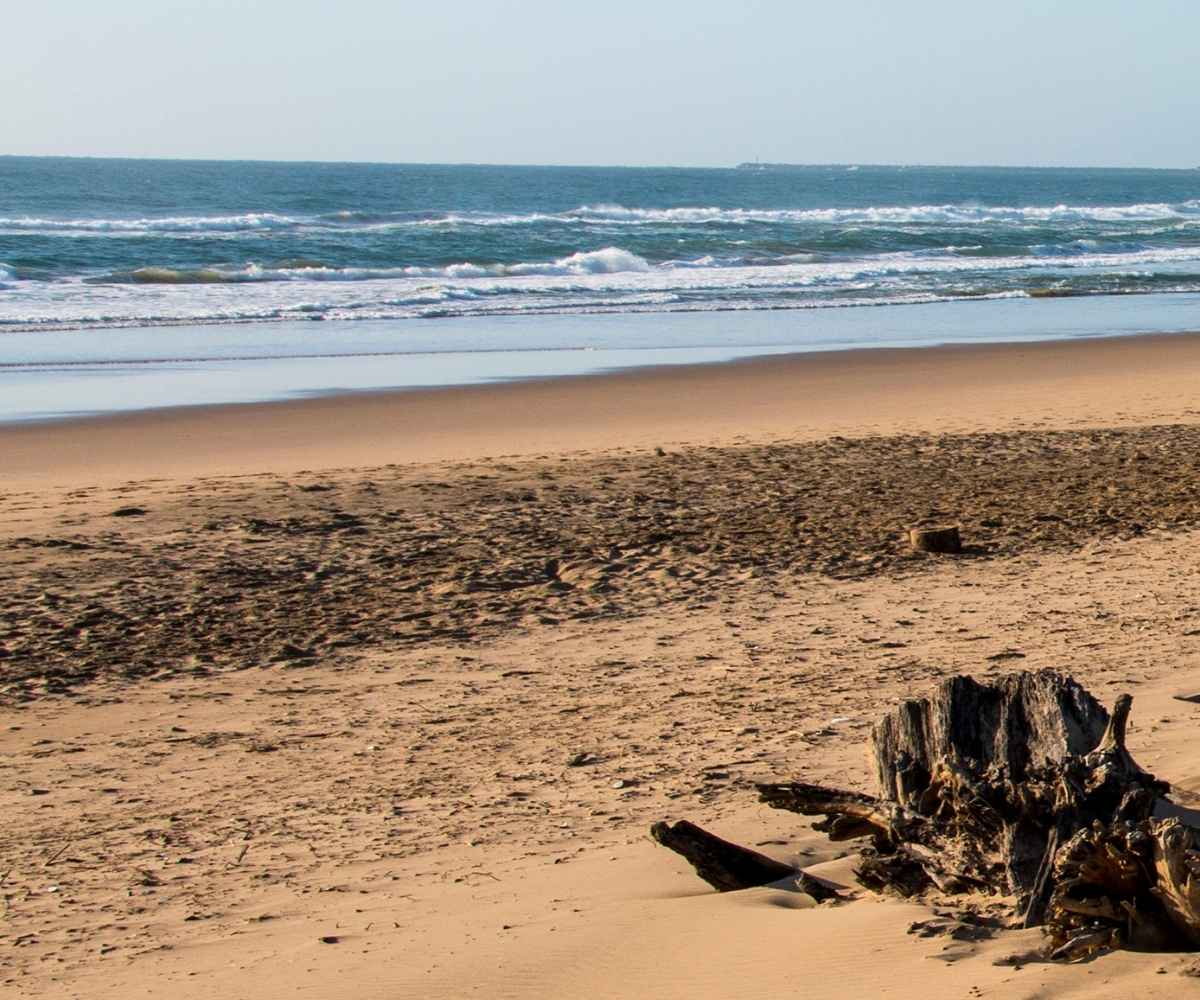 Alt text: Driftwood Beach, Durban