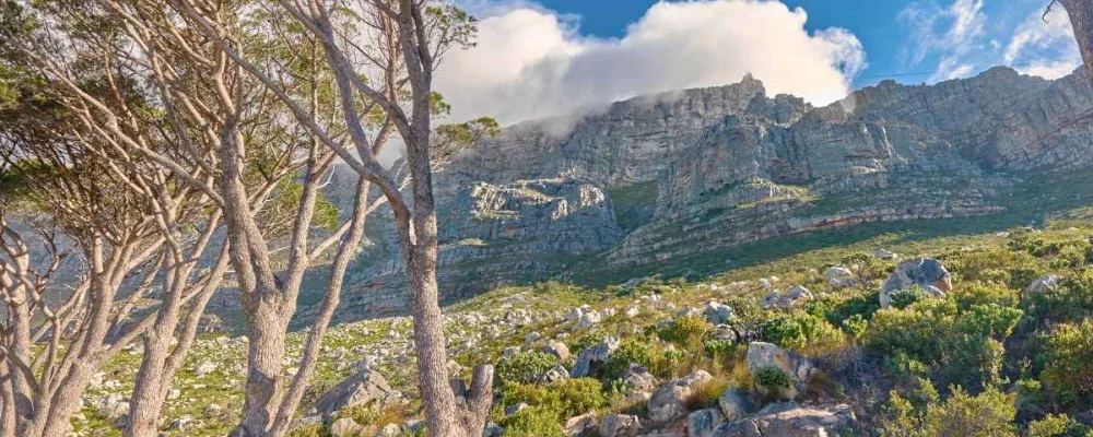 Cecilia Forest Cape Town