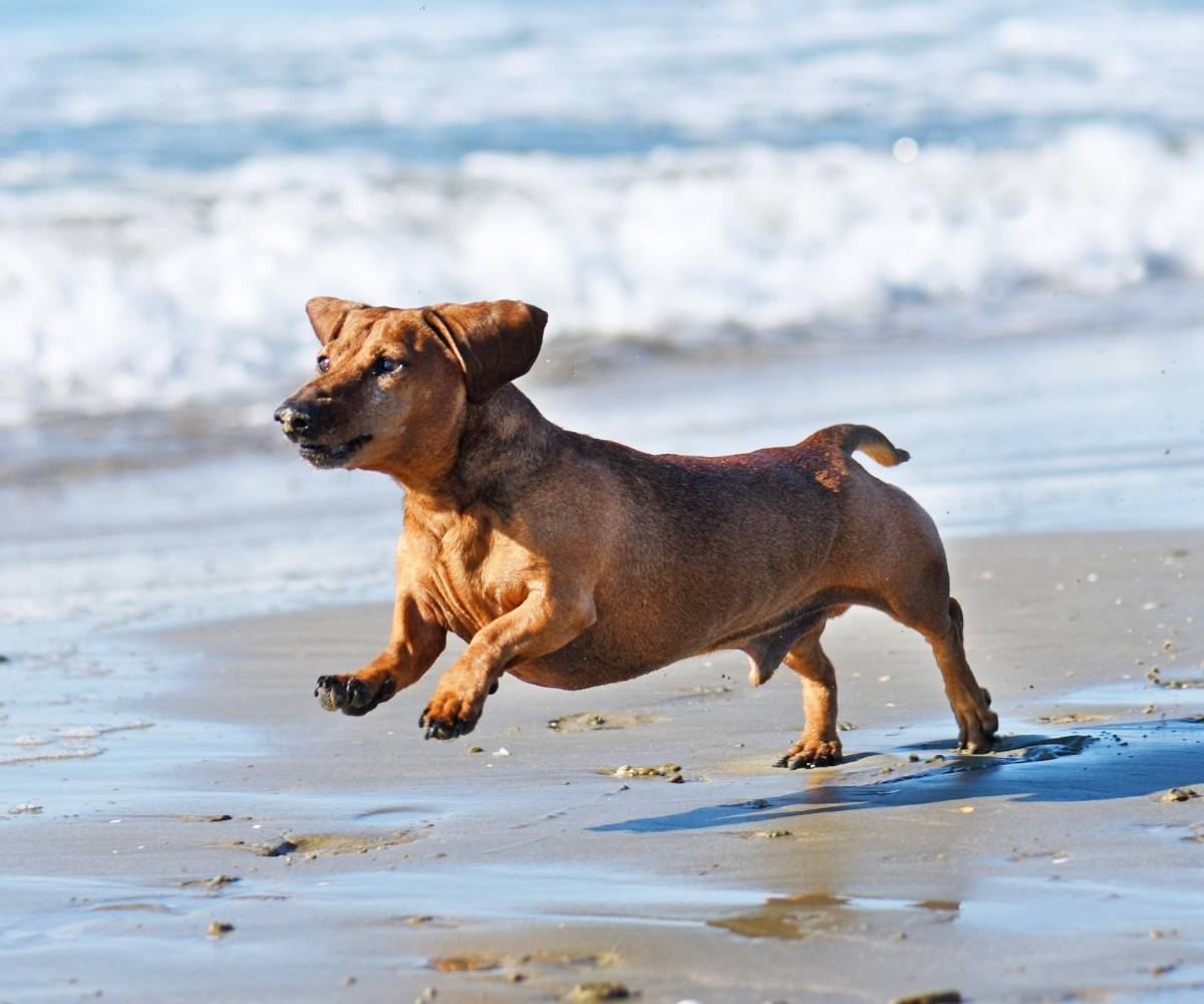 daschund running on brighton beach durban