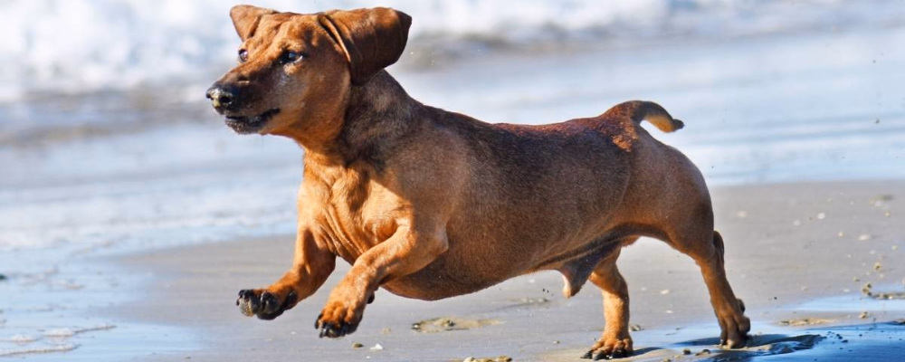 daschund running on beach durban south africa