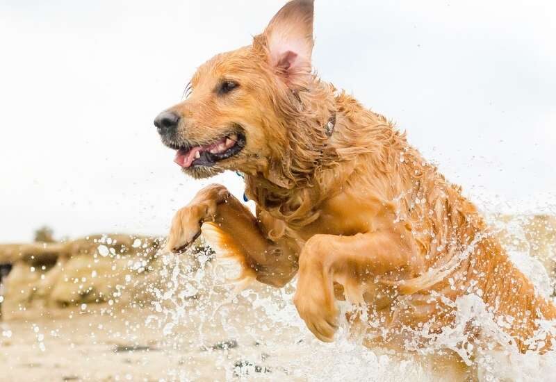 Dog-friendly Beaches in Cape Town