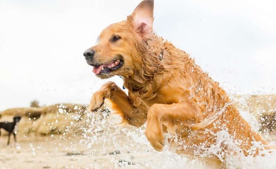 Dog-friendly Beaches in Cape Town