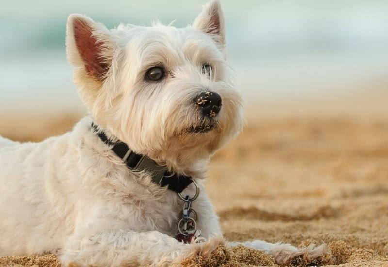Dog-friendly Beaches in Durban