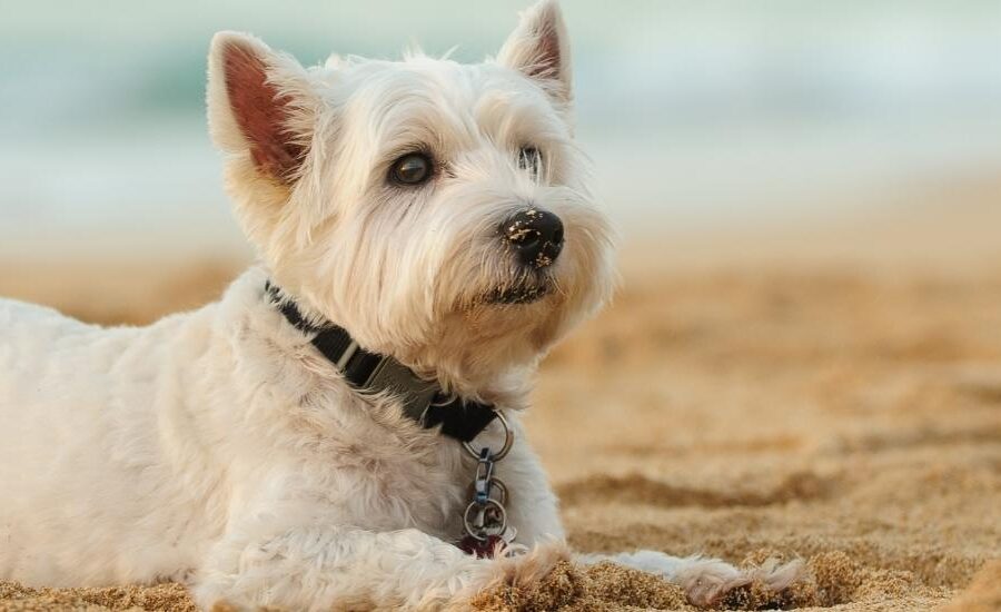 Dog-friendly Beaches in Durban