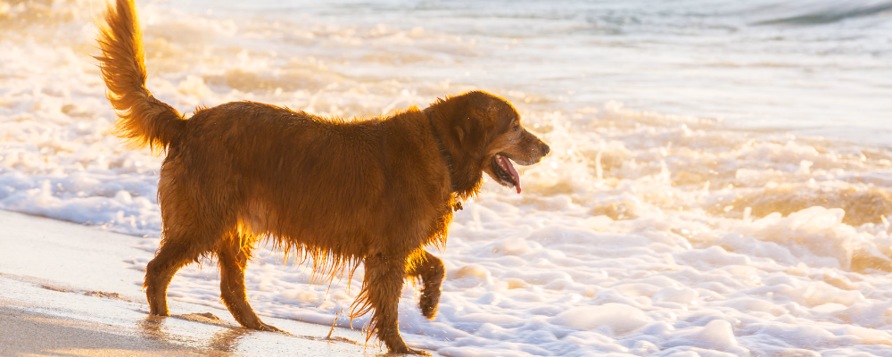 dog on durban beach south africa