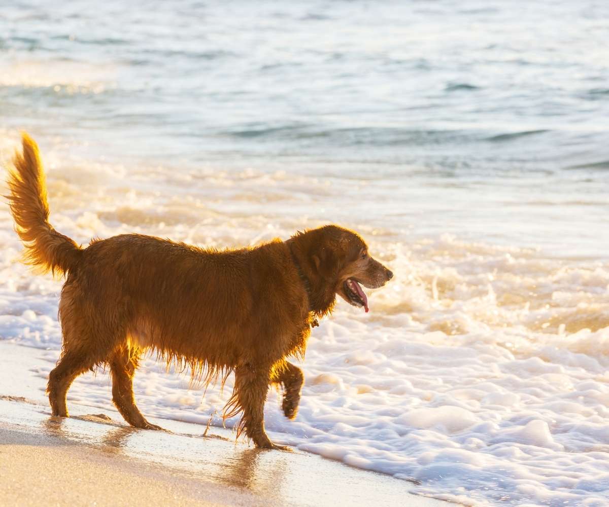 Tail-wagging retriever playing at the beach