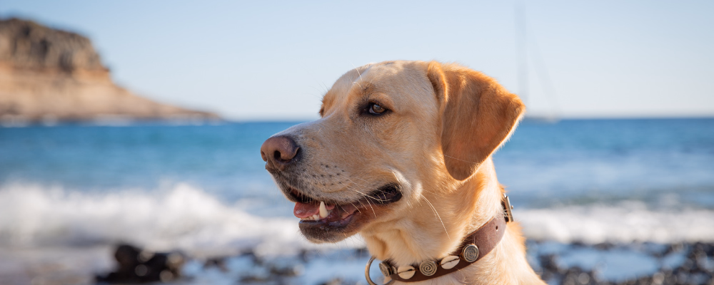 labrador at durban beach south africa