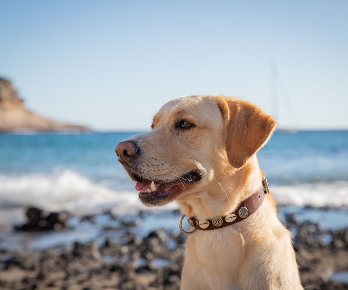 Happy Labrador at the beach