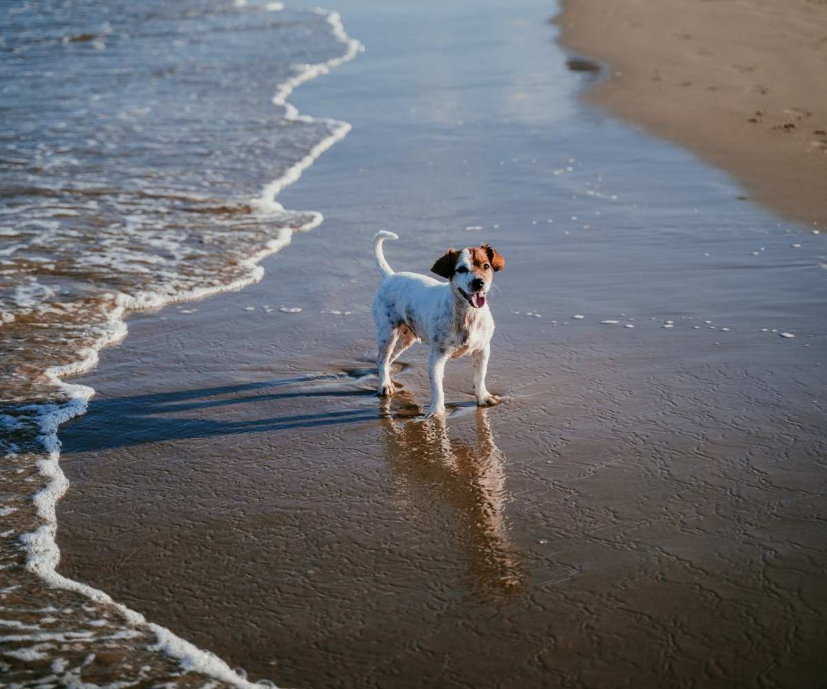 jack russell on danger beach