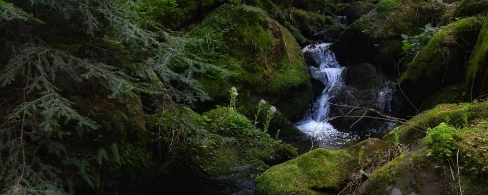 Newlands forest Cape Town