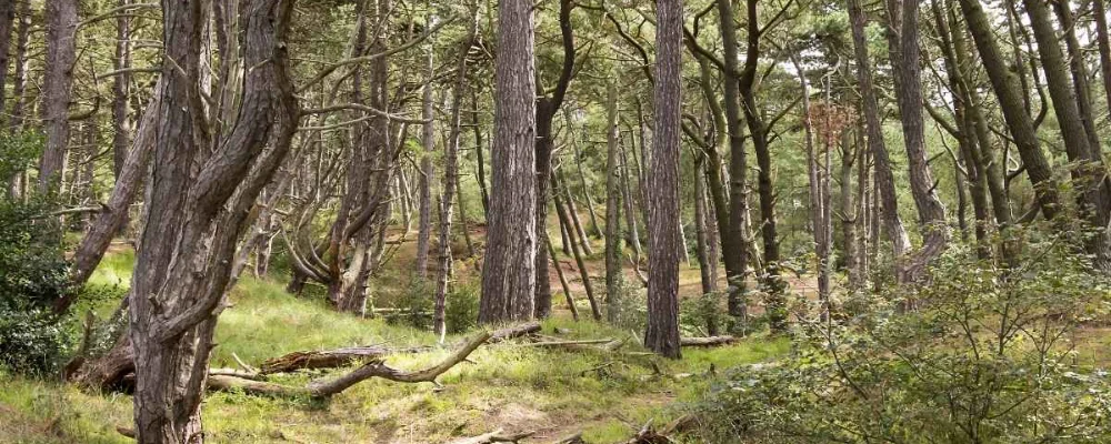 Tokai Forest Cape Town