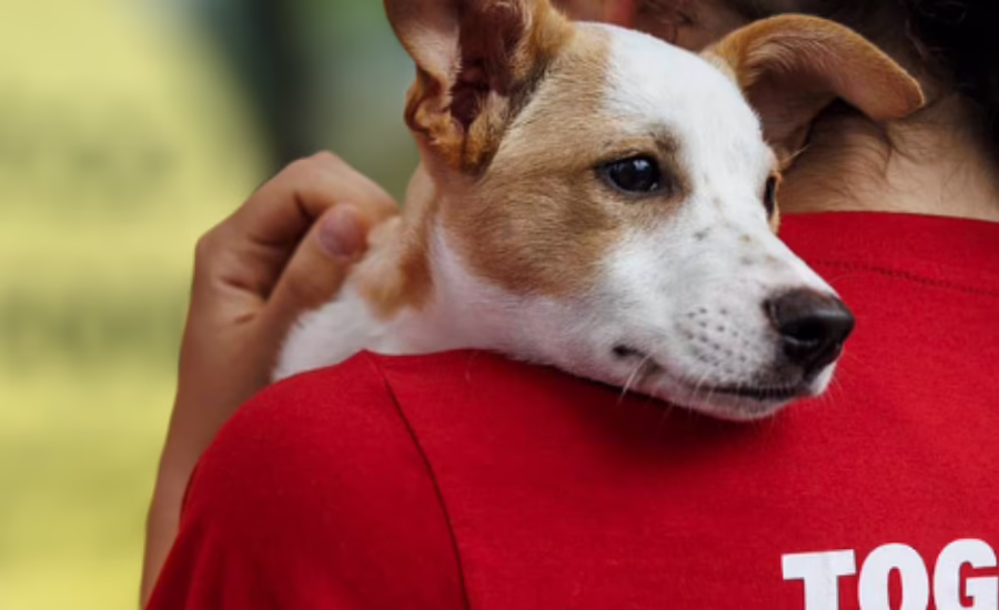 oscars arc medipet partnership south africa