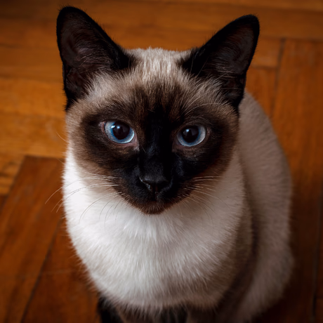 portrait photograph of a siamese cat