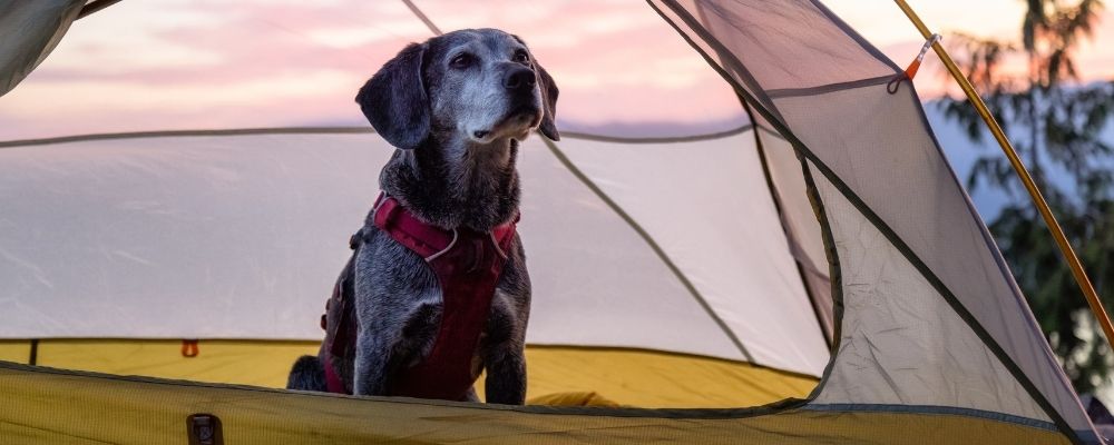 Dog in a camping tent in the bush