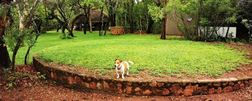Small dog at Jakkal's Asem private bush camping ground