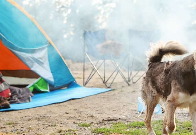 best pet-friendly camping Western Cape